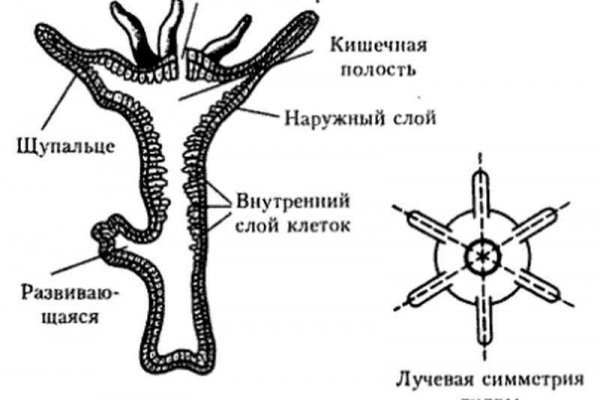 Кракен 17 рабочая ссылка